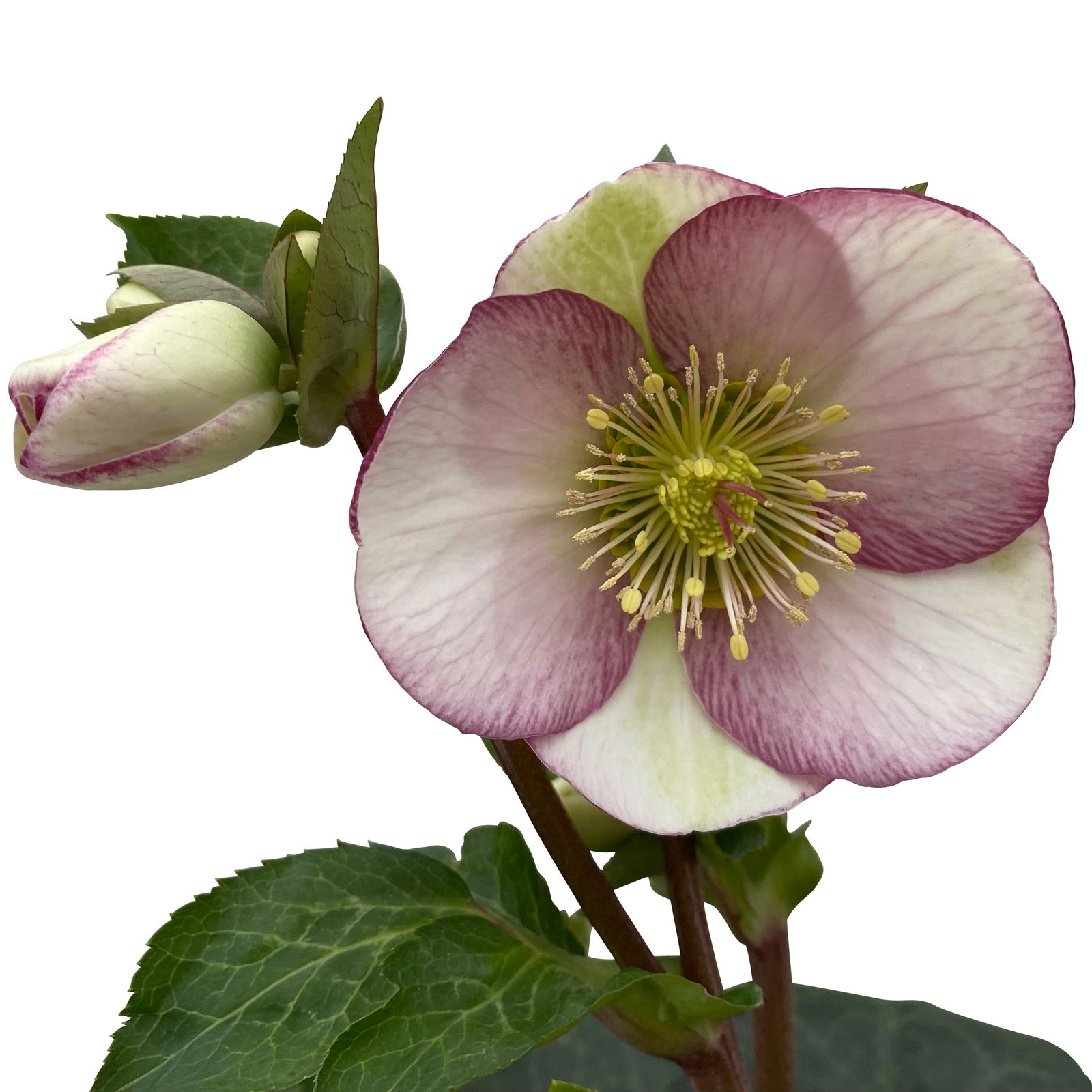 Helleborus 'Glenda's Gloss' rosa-weiß, Topf-Ø 15 cm