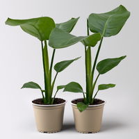 Bio Strelitzia nicolai, Topf-Ø 12 cm, 2 Pflanzen