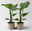 Bio Strelitzia nicolai, Topf-Ø 12 cm, 2 Pflanzen Bio Strelitzia nicolai, Topf-Ø 12 cm, 2 Pflanzen