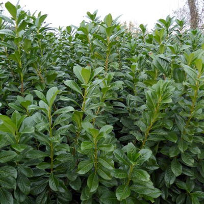 Kirschlorbeer 'Novita', 25er-Set, Höhe 60-80 cm, Topf je 7 Liter Kirschlorbeer 'Novita', 25er-Set, Höhe 60-80 cm, Topf je 7 Liter