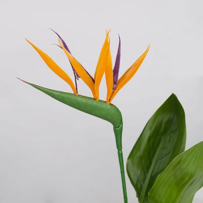 Strelitzia reginae, inkl. Kunstblüte, Topf-Ø 13 cm, Höhe ca. 40 cm, 2er-Set
