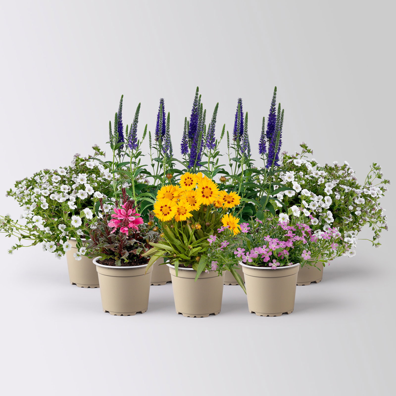 Pflanzenkreation Blütengeflüster, 7 Pflanzen Pflanzenkreation Blütengeflüster, 7 Pflanzen