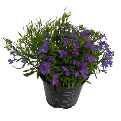 Männertreu blau, Topf-Ø 12 cm, 6er-Set