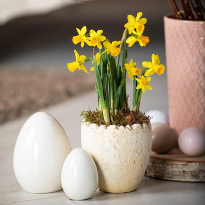 Narzisse 'Tête-à-Tête', gelb, vorgetrieben, Topf-Ø 12 cm, 6 Pflanzen