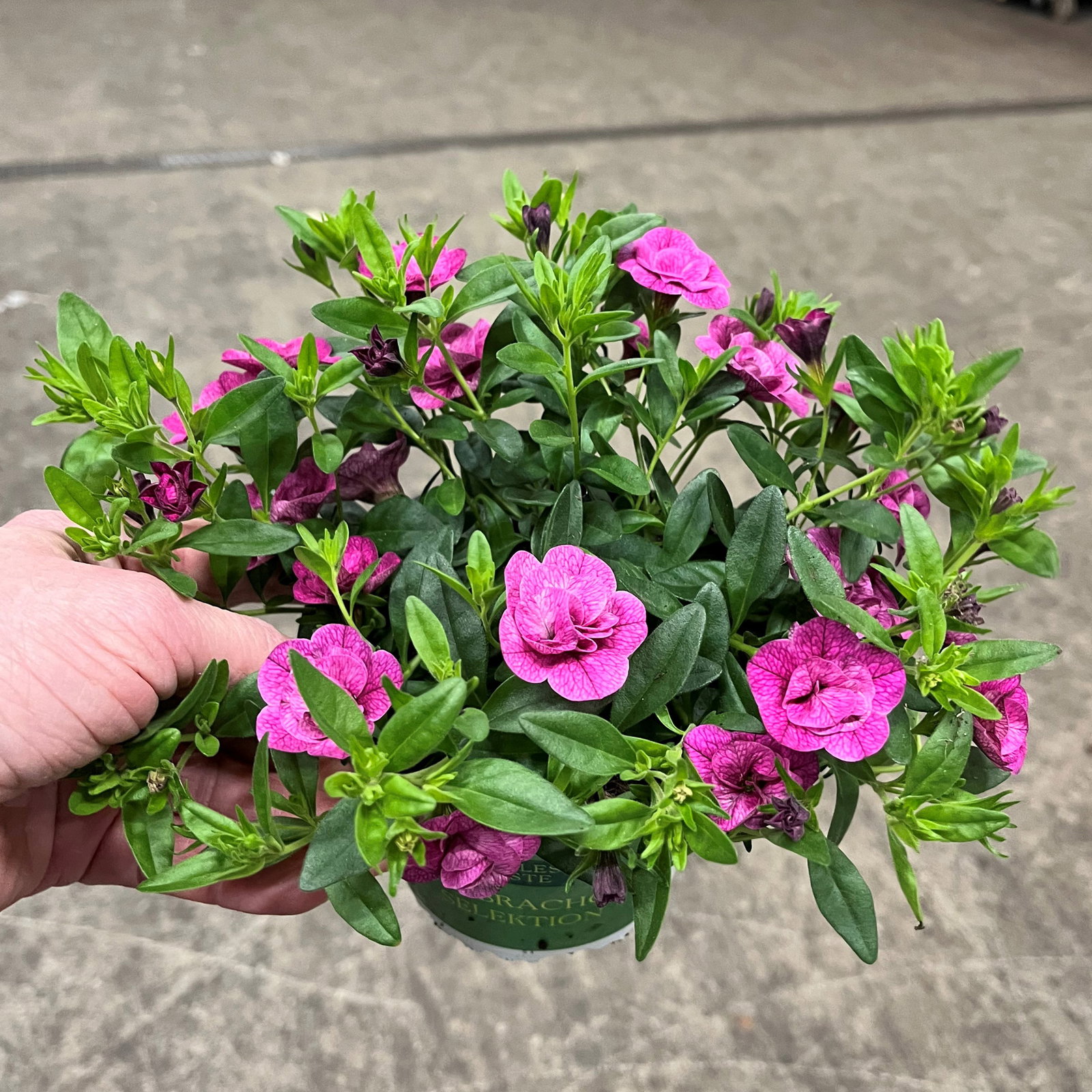Zauberglöckchen 'Can-Can Rosies Magenta', pink, Topf-Ø 13 cm, 6 Pflanzen