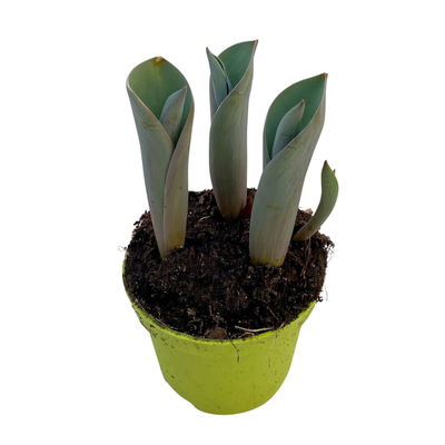 Tulpe rosa/pink, vorgetrieben, Topf-Ø 10 cm, 6 Pflanzen