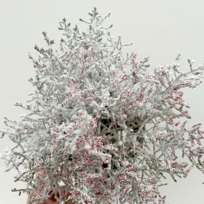 Calocephalus, winterweiß, rot geglittert, Topf-Ø 12 cm, 6 Pflanzen