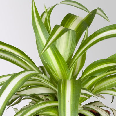 Grünpflanzenset für Grüne Wand, bunter Mix, Topf-Ø 8,5 cm, 12 Pflanzen