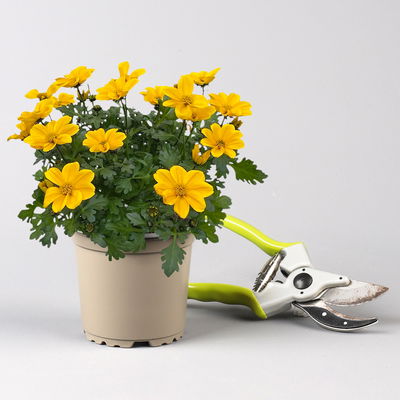 Pflanzenkreation 'Tequila Sunrise', 12 Pflanzen inkl. Erde und Dünger