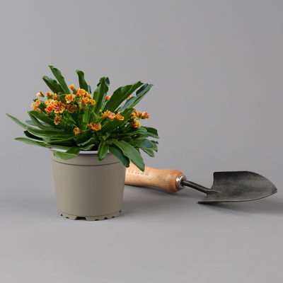 Lewisia cotyledon, Farben zufällig, Topf-Ø 12 cm, 6er-Set