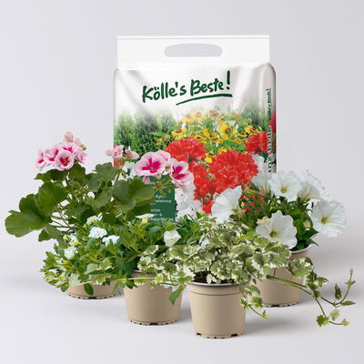 Pflanzenkreation Blütenmärchen, 4 Pflanzen inkl. Erde