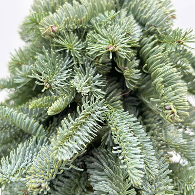 gebundener Baum aus echter Nobilistanne auf Stamm, Höhe ca. 60 cm gebundener Baum aus echter Nobilistanne auf Stamm, Höhe ca. 60 cm