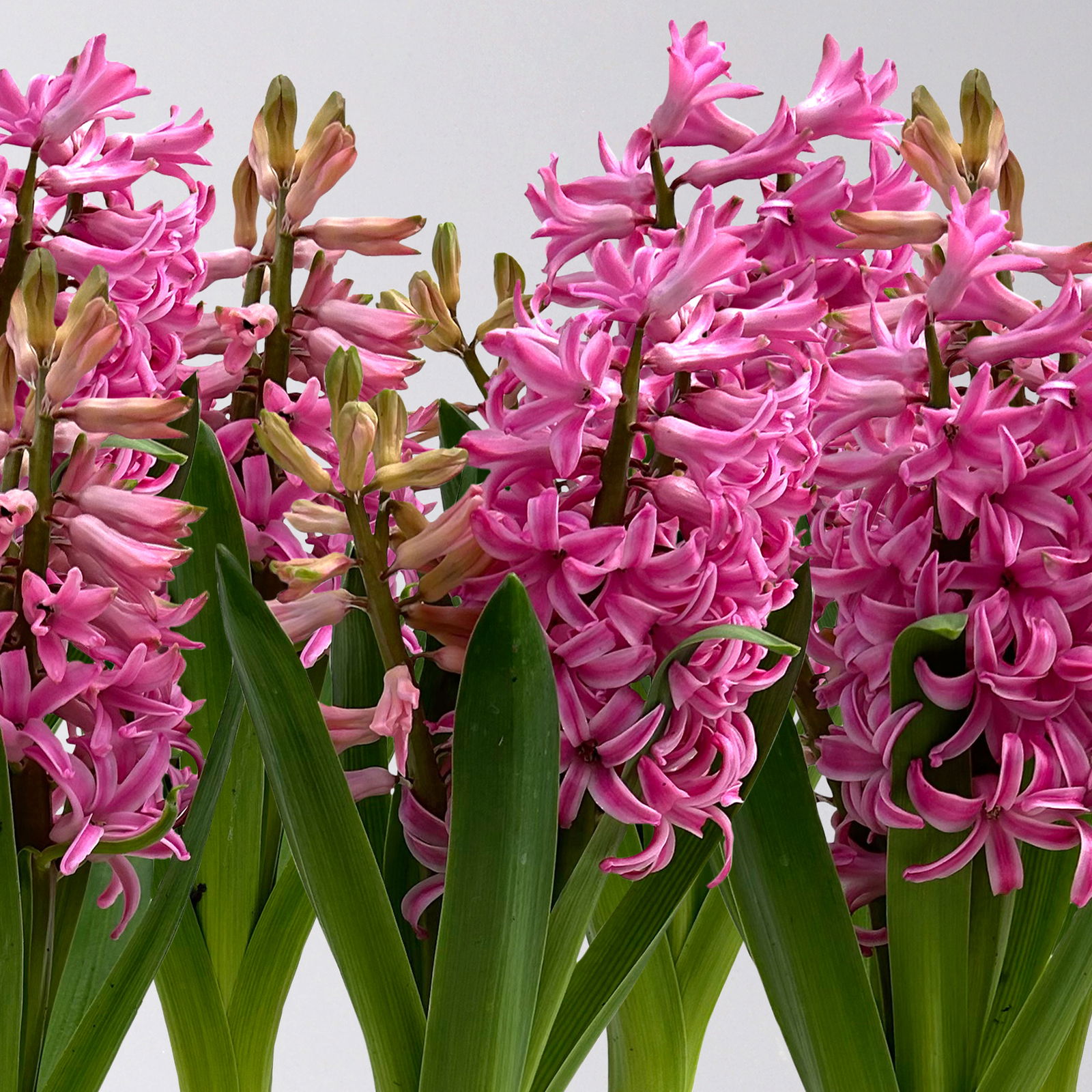 Zwiebelpflanzen-Set Romantik, rosa-lila-weiß, 9 Pflanzen Zwiebelpflanzen-Set Romantik, rosa-lila-weiß, 9 Pflanzen