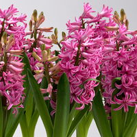 Zwiebelpflanzen-Set Romantik, rosa-lila-weiß, 9 Pflanzen Zwiebelpflanzen-Set Romantik, rosa-lila-weiß, 9 Pflanzen