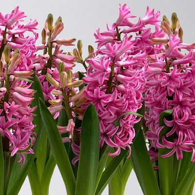 Zwiebelpflanzen-Set Romantik, rosa-lila-weiß, 9 Pflanzen Zwiebelpflanzen-Set Romantik, rosa-lila-weiß, 9 Pflanzen