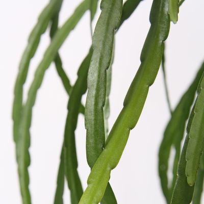 Blattkaktus, Ampeltopf-Ø 17 cm, Höhe ca. 40 cm