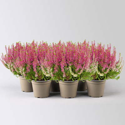 Calluna 'Longlife', rosa, Topf-Ø 13 cm, 6 Pflanzen
