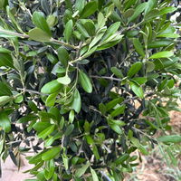 Olivenbaum, Stamm, Topf-Ø ca. 30-35 cm, Höhe 150 - 175 cm Olivenbaum, Stamm, Topf-Ø ca. 30-35 cm, Höhe 150 - 175 cm