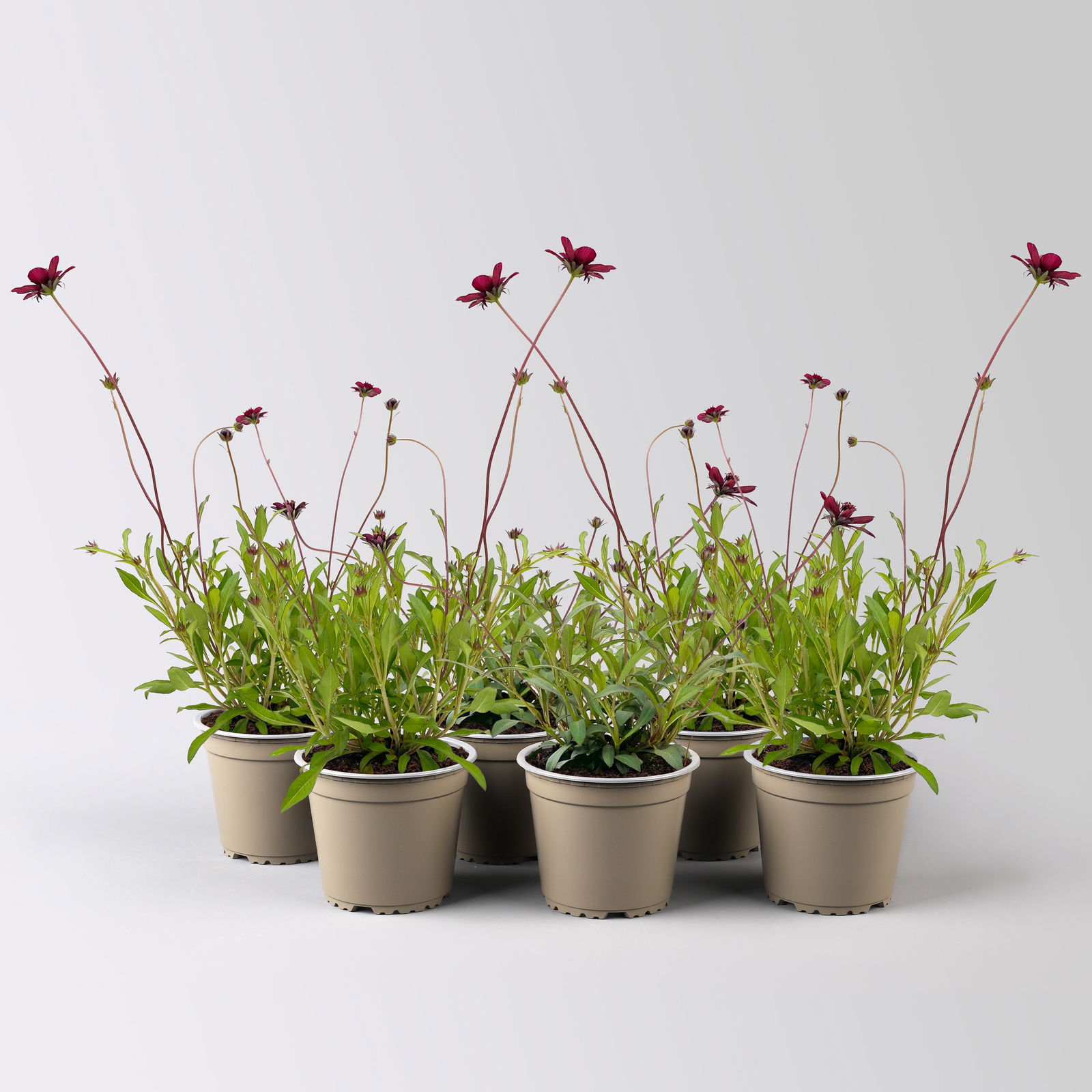 Schokoladenblume, 6er-Set, dunkelrot, Topf 13 cm Ø