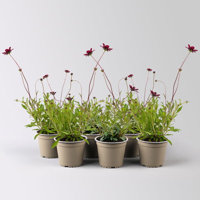 Schokoladenblume, dunkelrot, Topf-Ø 13 cm, 6 Pflanzen