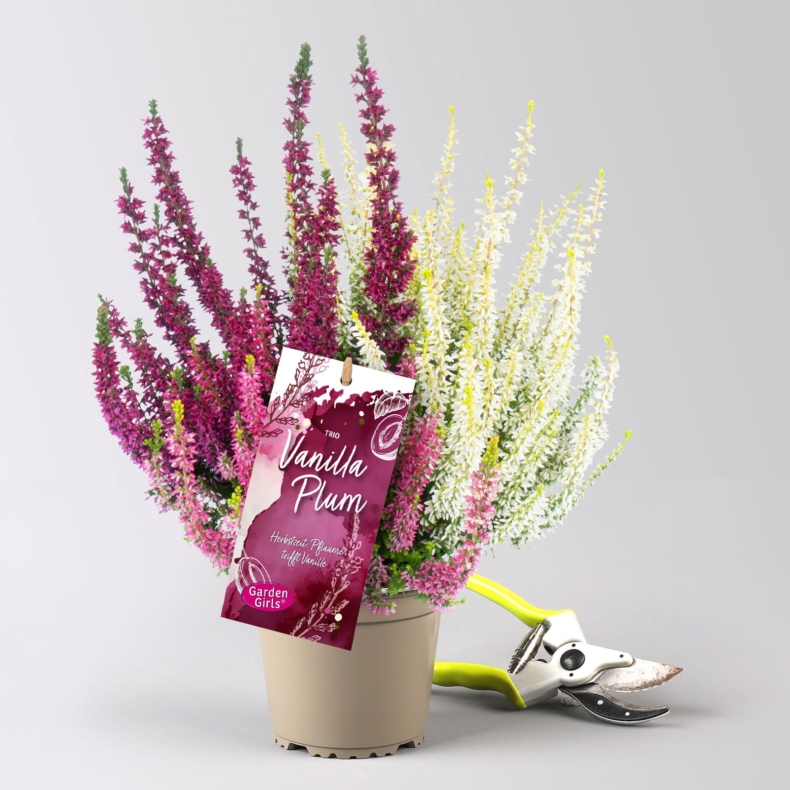 Calluna 'Gardengirls® Vanilla Plum' Trio, Topf-Ø 13 cm, 6 Pflanzen