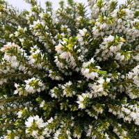Winterheide, weiß, Topf-Ø 13 cm, 6 Pflanzen Winterheide, weiß, Topf-Ø 13 cm, 6 Pflanzen