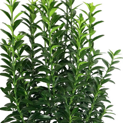 Japanischer Spindelstrauch 'Green Empire'®, Höhe 25-30 cm, Topf 3 Liter, 5er-Set Japanischer Spindelstrauch 'Green Empire'®, Höhe 25-30 cm, Topf 3 Liter, 5er-Set