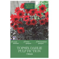Kölles Beste Topmix-Dahlie Pulp Fiction, rot, 1 Blumenknolle