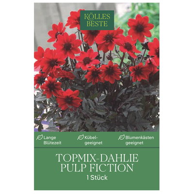 Kölles Beste Topmix-Dahlie Pulp Fiction, rot, 1 Blumenknolle