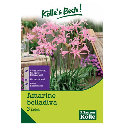 Amarine 'belladiva', 3 Blumenknollen