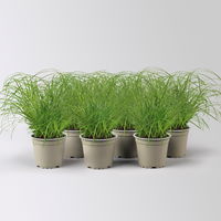 Bio Katzengras, Topf-Ø 12 cm, 6 Pflanzen