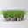 Bio Katzengras, Topf-Ø 12 cm, 6 Pflanzen Bio Katzengras, Topf-Ø 12 cm, 6 Pflanzen