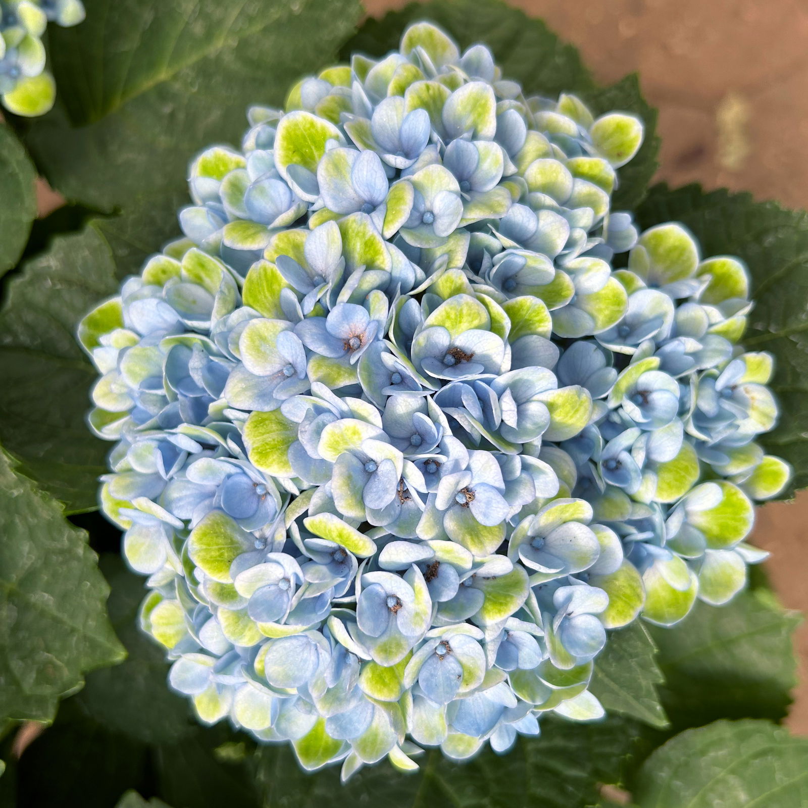 Hortensie 'Magical Revolution®' blau, Topf-Ø 14cm