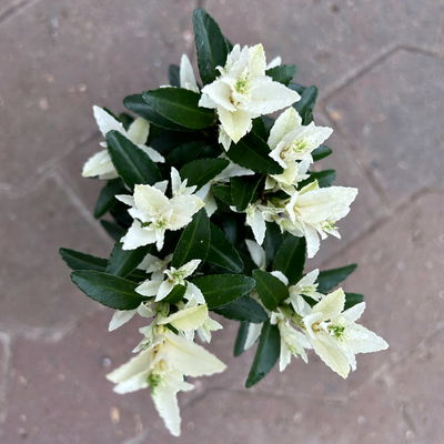 Japanischer Spindelstrauch 'Paloma Blanca®', Topf-Ø 9 cm, 6er-Set Japanischer Spindelstrauch 'Paloma Blanca®', Topf-Ø 9 cm, 6er-Set