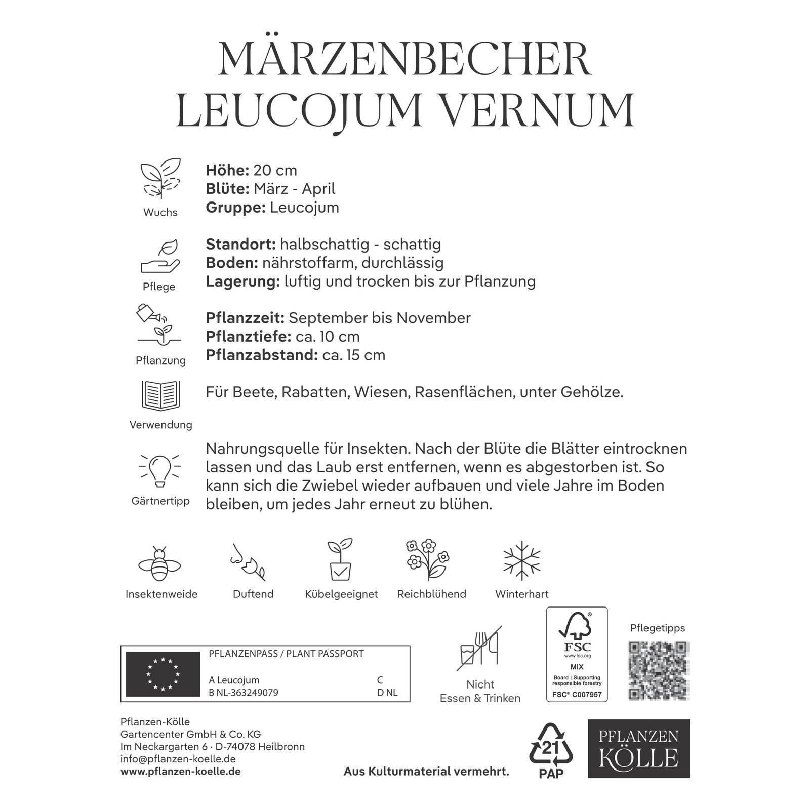 Leucojum Vernum (Märzbecher) 5 Blumenzwiebeln Leucojum Vernum (Märzbecher) 5 Blumenzwiebeln