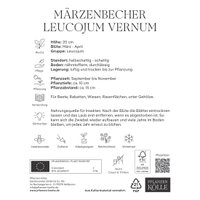 Leucojum Vernum (Märzbecher) 5 Blumenzwiebeln Leucojum Vernum (Märzbecher) 5 Blumenzwiebeln