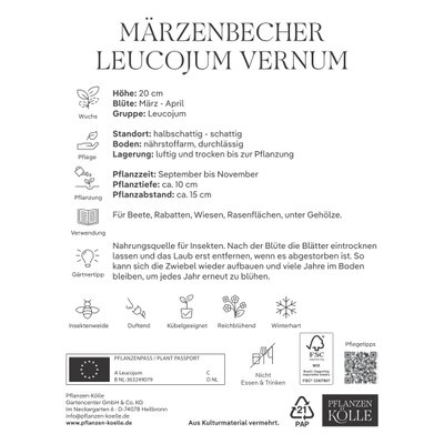 Leucojum Vernum (Märzbecher) 5 Blumenzwiebeln Leucojum Vernum (Märzbecher) 5 Blumenzwiebeln