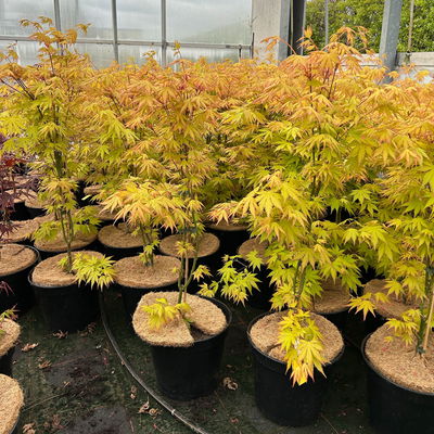 Japanischer Fächerahorn 'Orange Dream'; Höhe 60 - 80 cm, Topf 7,5 Liter Japanischer Fächerahorn 'Orange Dream'; Höhe 60 - 80 cm, Topf 7,5 Liter