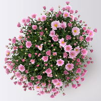 Chrysanthemen-Busch, lila-rosa-weiß, Topf-Ø 19 cm, 3er-Set