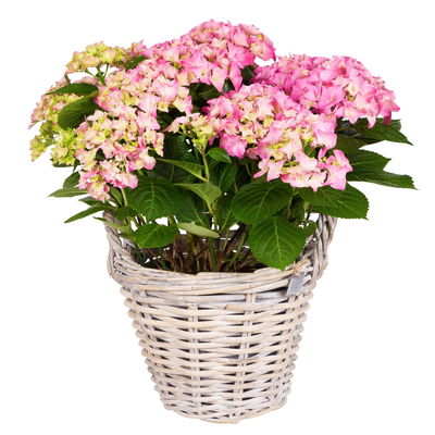 Pflanzkorb, weiß, ca. Ø 30 x H 23 cm