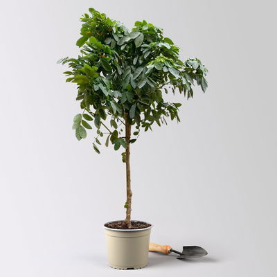 Cassia, gelb, Stamm, Topf-Ø 17/19