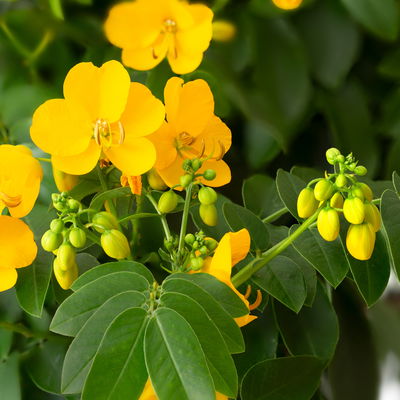 Gewürzrinde, gelb, Topf-Ø 27