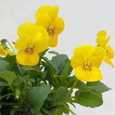 Hornveilchen XL, gelb, Topf-Ø 12cm, 6 Pflanzen