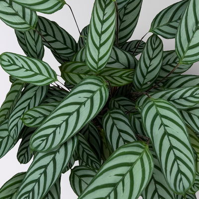 Ctenanthe 'Compactstar', Topf-Ø 21 cm, Höhe ca. 80-100 cm Ctenanthe 'Compactstar', Topf-Ø 21 cm, Höhe ca. 80-100 cm