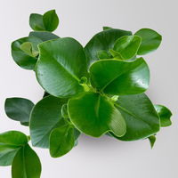 Balsamapfel 'Princess', Topf-Ø 17 cm, Höhe ca. 55 cm, inkl. Übertopf Byron