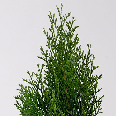 Pflanzenkreation Waldspaziergang, 8 Pflanzen + Lichterkette + Erde