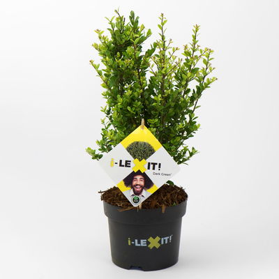 Ilex crenata 'Dark Green®', Höhe 10-20cm, Topf-Ø 17 cm, 2er Set