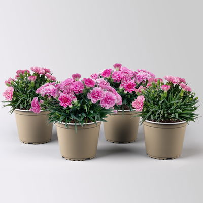 Stauden-Nelke 'I Love U', pink-rosa-weiß, Topf-Ø 14 cm, 4 Pflanzen