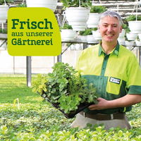 Schnittsellerie, Kölle Bio, 12cm Topf, frisch aus unserer Bio-Gärtnerei