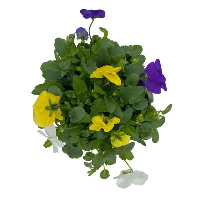 Hornveilchen 'Trio', blau-weiß-gelb, Topf -Ø 10/11 cm, 8 Pflanzen